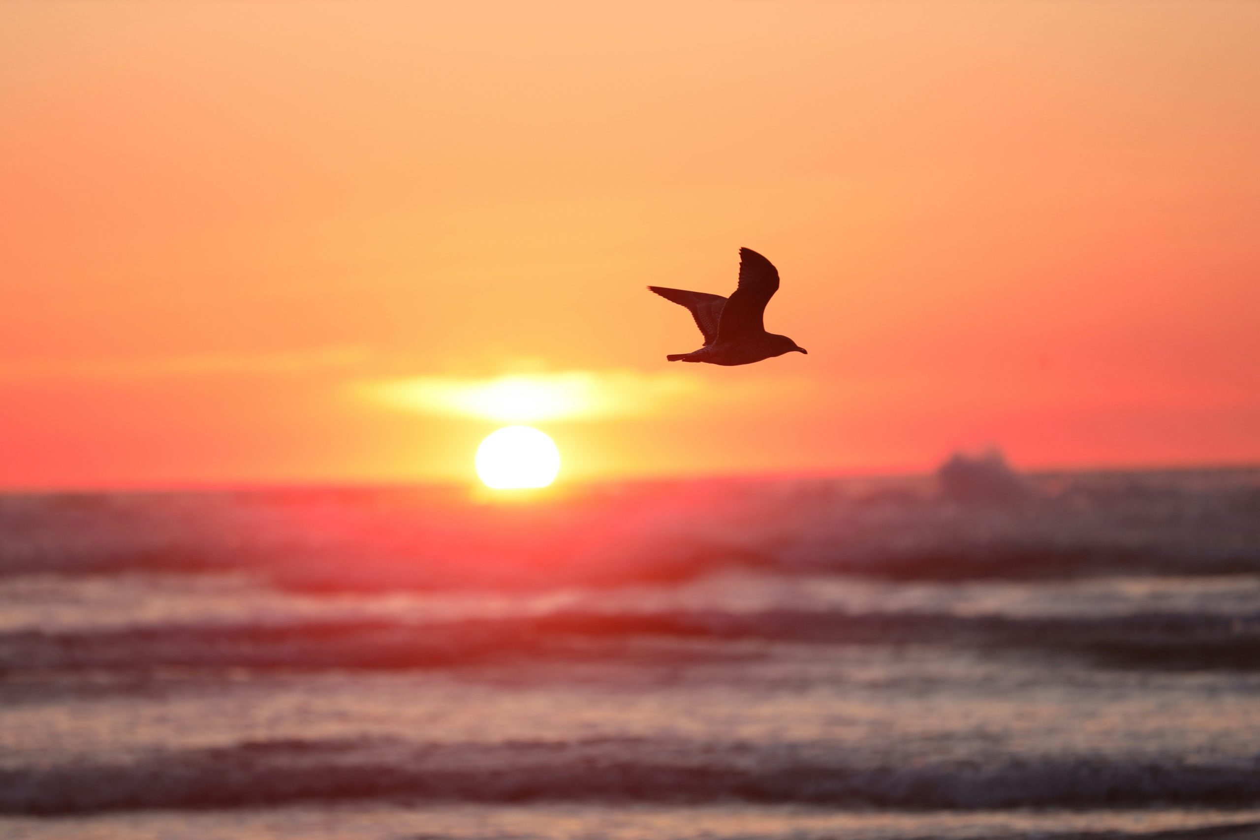 Building Emotional Resilience: Tips for a Balanced Life